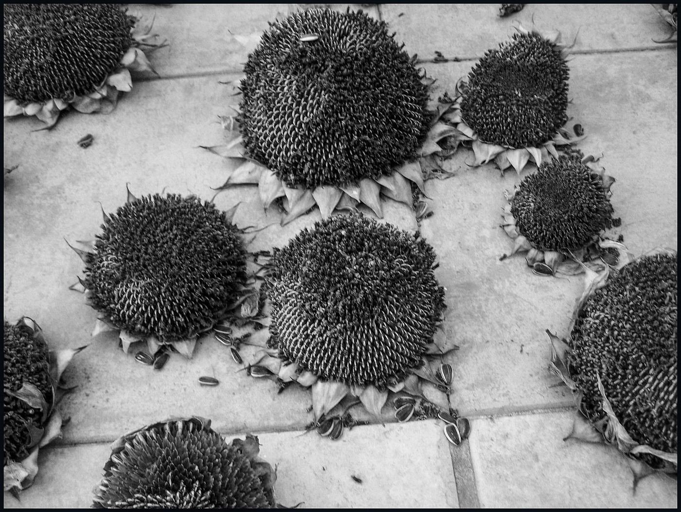 Places / Territories — Israel — 2007